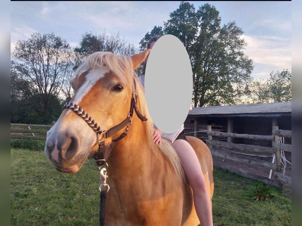 Edelbluthaflinger Jument 10 Ans 144 cm Alezan in Kasel-Golzig