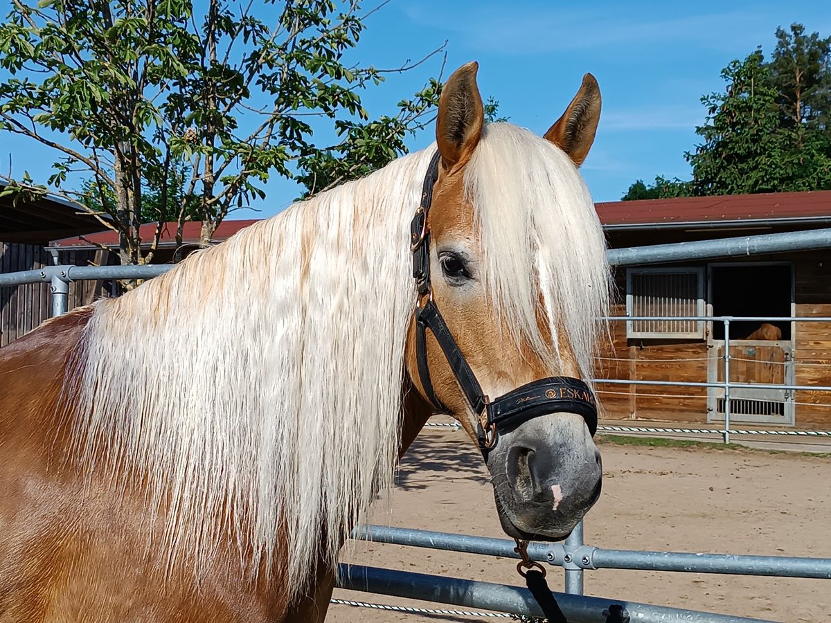 Edelbluthaflinger Jument 10 Ans 148 cm Alezan in Hemhofen Edelbluthaflinger Jument 10 Ans 148 cm Alezan in Hemhofen