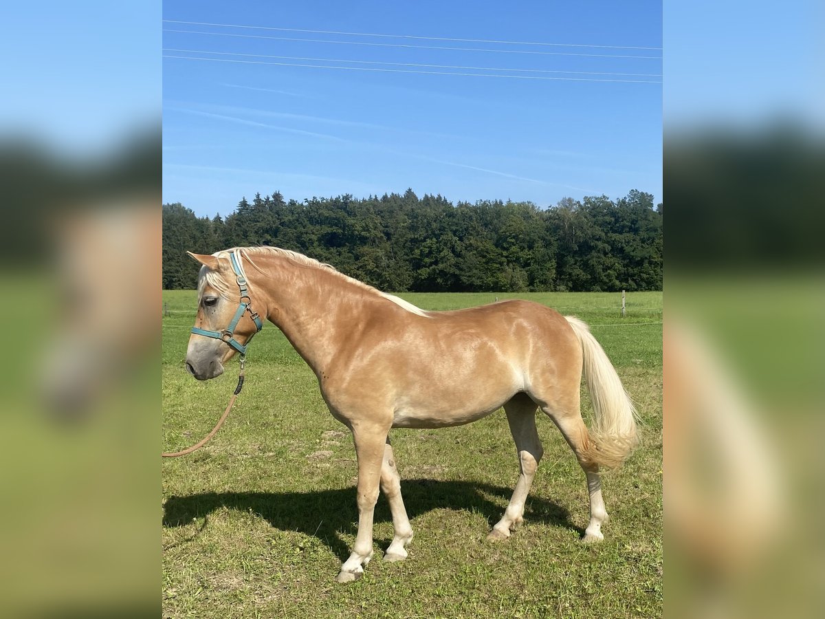 Edelbluthaflinger Jument 2 Ans 150 cm Alezan in Vogtareuth