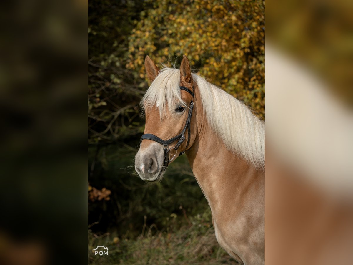 Edelbluthaflinger Jument 4 Ans 146 cm Bai clair in Moosinning