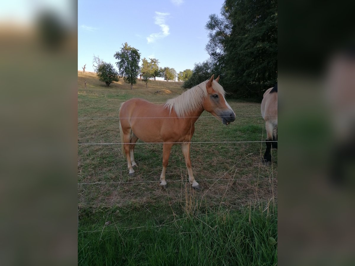 Edelbluthaflinger Jument 6 Ans 140 cm Alezan in Meißen