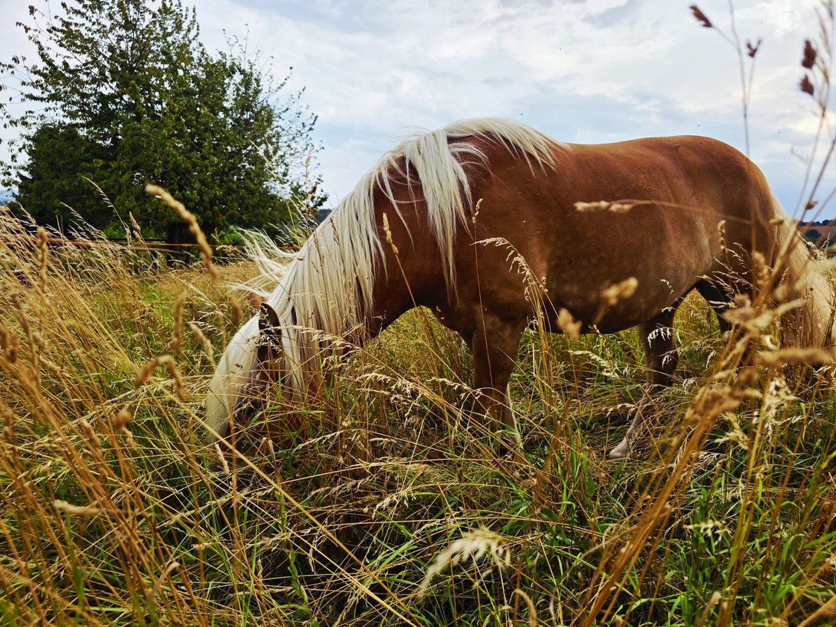 Edelbluthaflinger Jument 6 Ans 150 cm Alezan in Walkenried /Wiedigshof