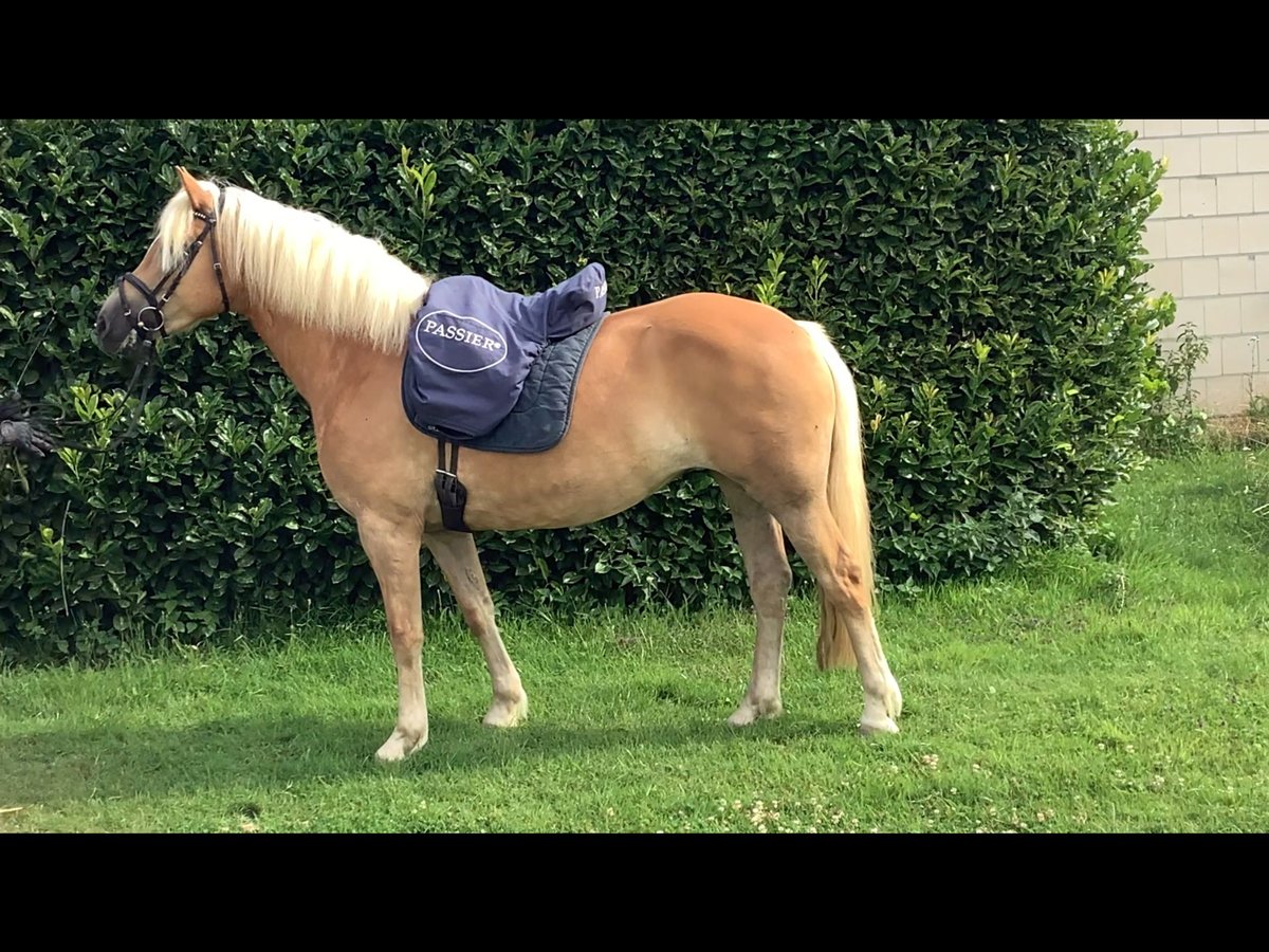 Edelbluthaflinger Jument 8 Ans 150 cm Alezan brûlé in Lienen