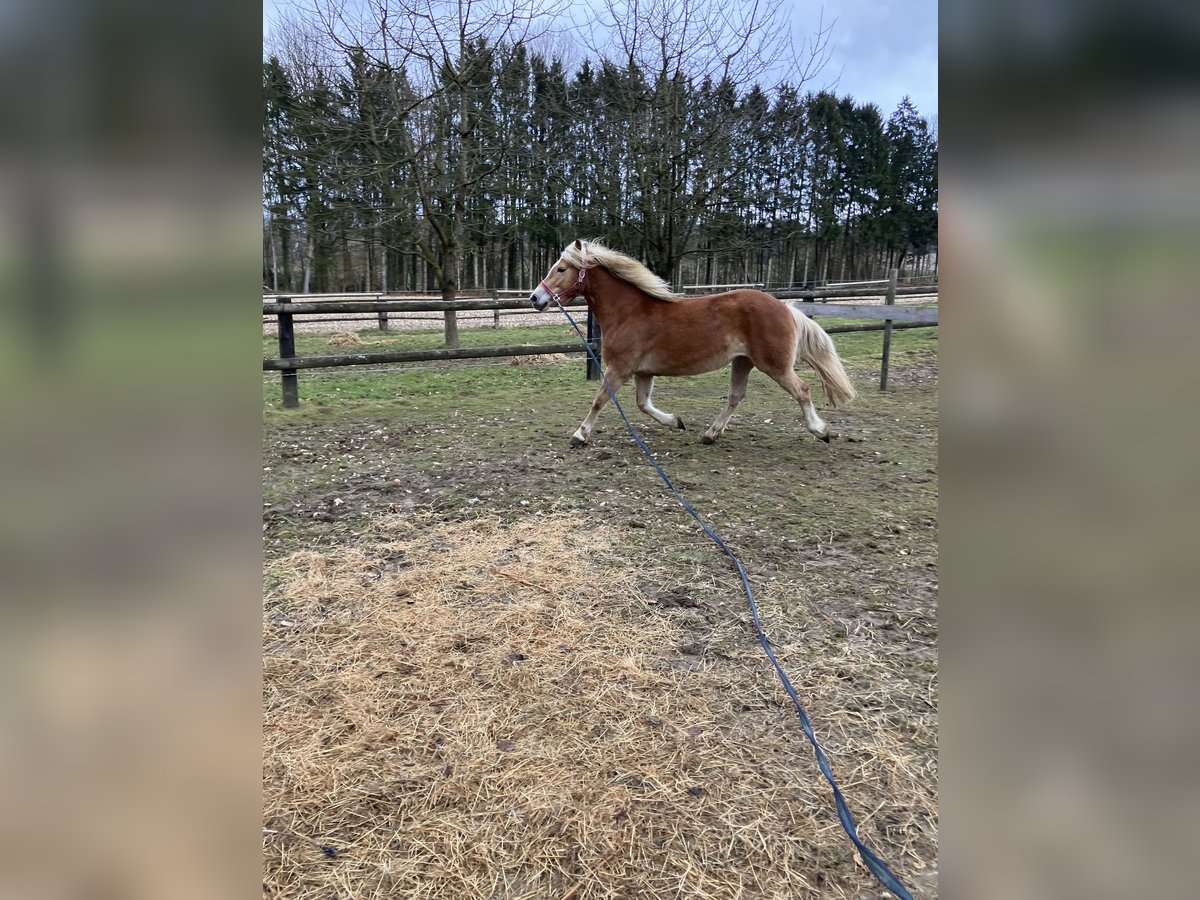 Edelbluthaflinger Jument 8 Ans 150 cm Alezan brûlé in Lienen