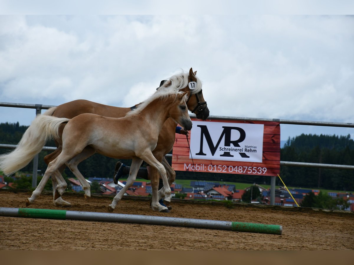 Edelbluthaflinger Jument Poulain (04/2025) 112 cm Alezan in Schwangau