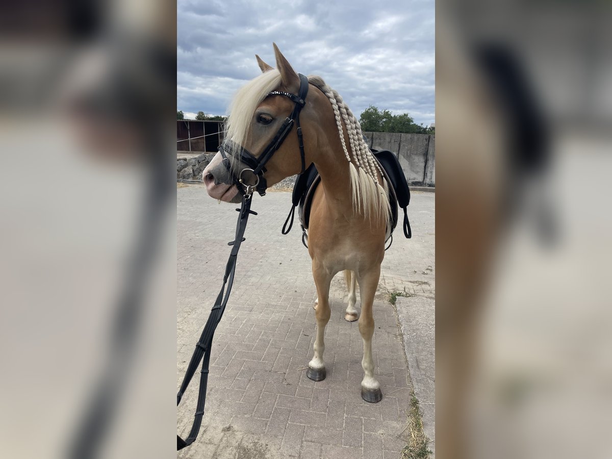 Edelbluthaflinger Klacz 3 lat 145 cm Kasztanowata in H&#xFC;ttenberg