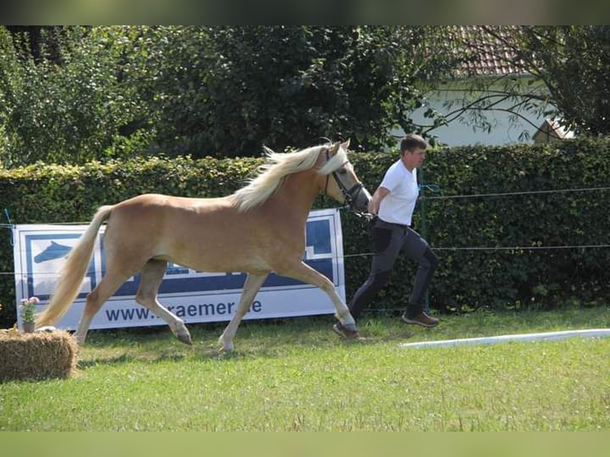 Edelbluthaflinger Klacz 3 lat 145 cm in Rottweil