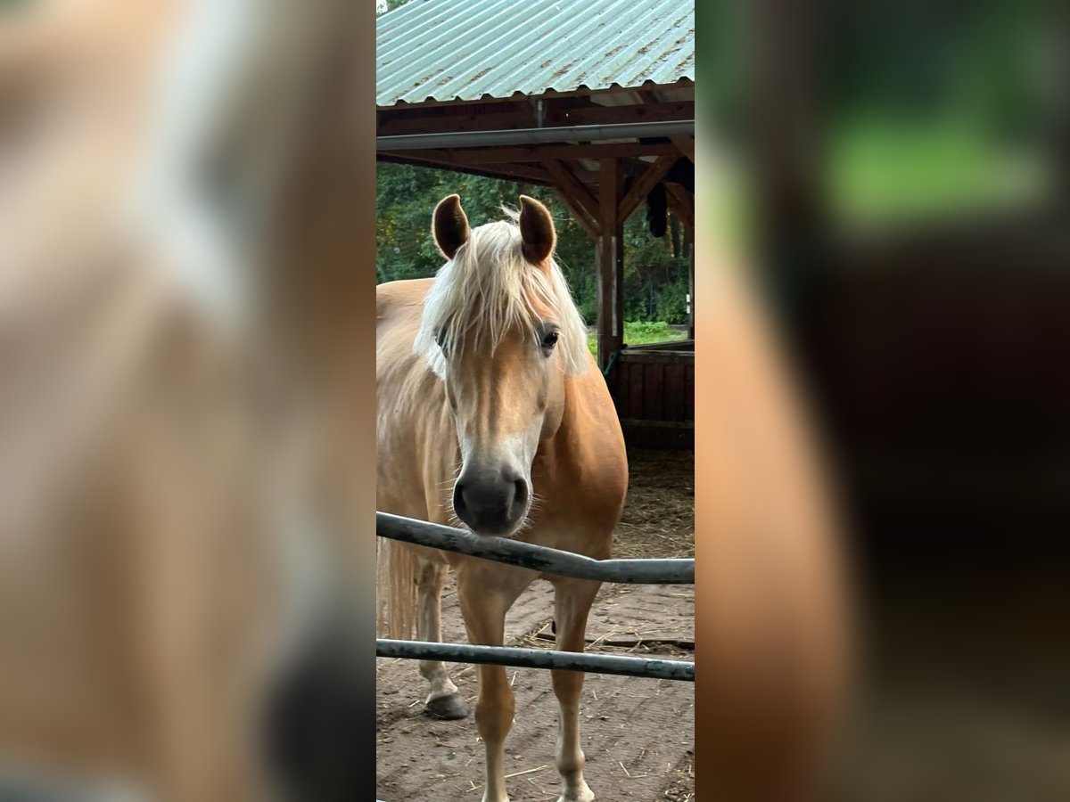 Edelbluthaflinger Klacz 6 lat 148 cm Kasztanowata in Struvenh&#xFC;tten