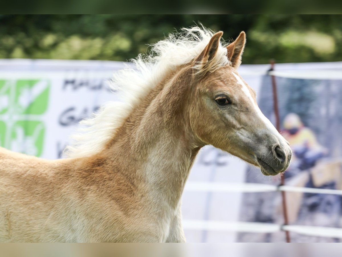 Edelbluthaflinger Klacz Źrebak (03/2024) 150 cm Kasztanowata in Bad Sulza