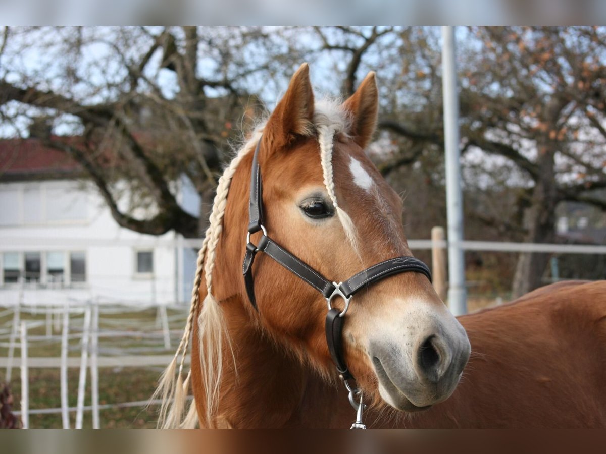 Edelbluthaflinger Mare 12 years 14,1 hh in Rottweil