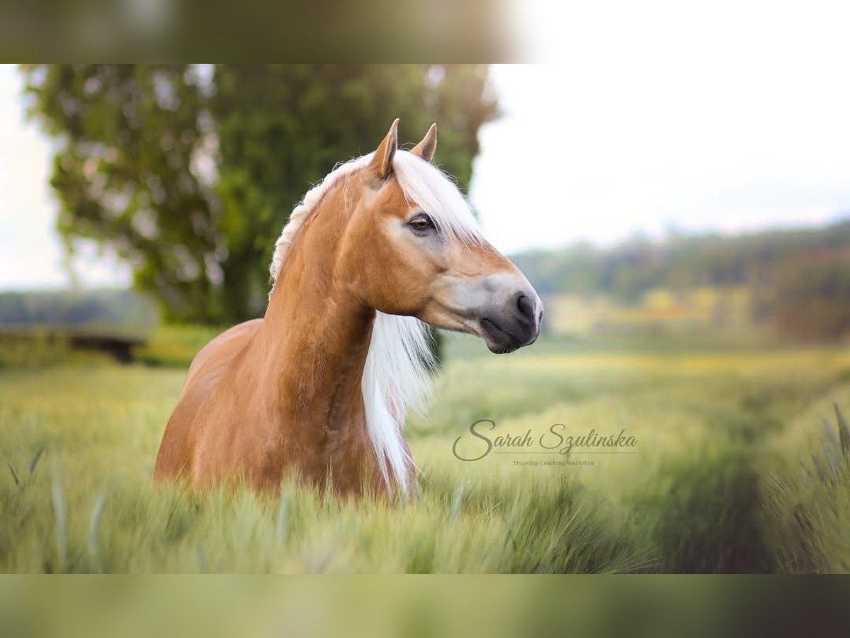 Edelbluthaflinger Mare 15 years 14,1 hh Chestnut-Red in Staufenberg