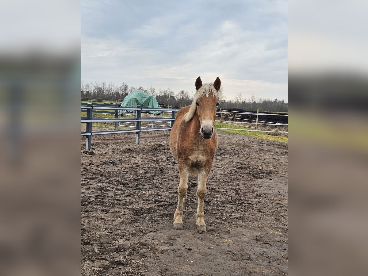 Edelbluthaflinger Mare 1 year Chestnut-Red in Edewecht