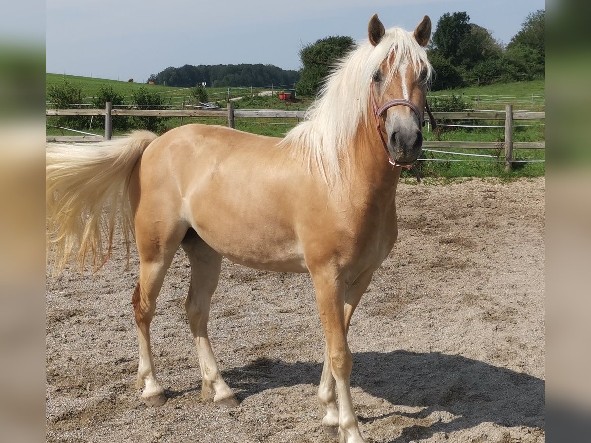 Edelbluthaflinger Mare 3 years 14,1 hh Chestnut-Red in Seeshaupt