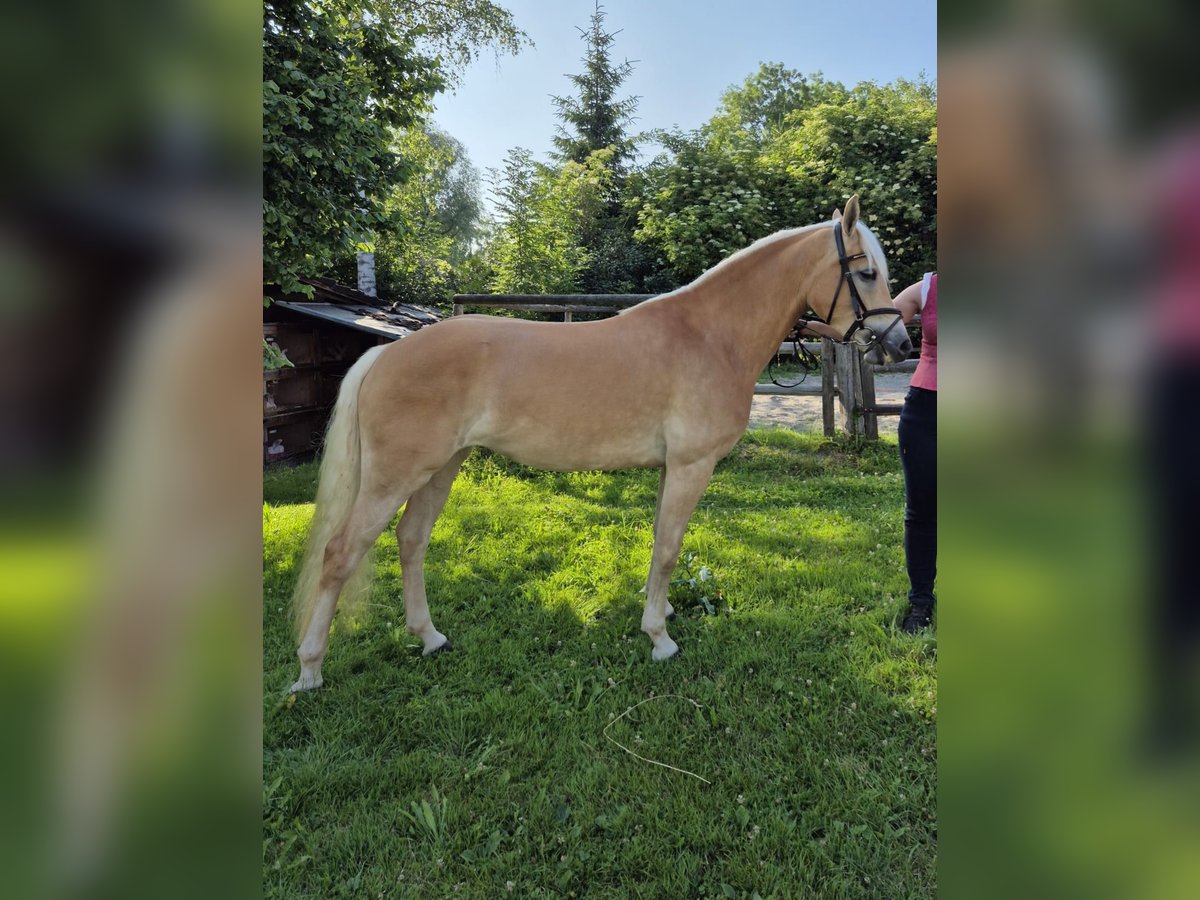 Edelbluthaflinger Mare 3 years Chestnut-Red in Huglfing