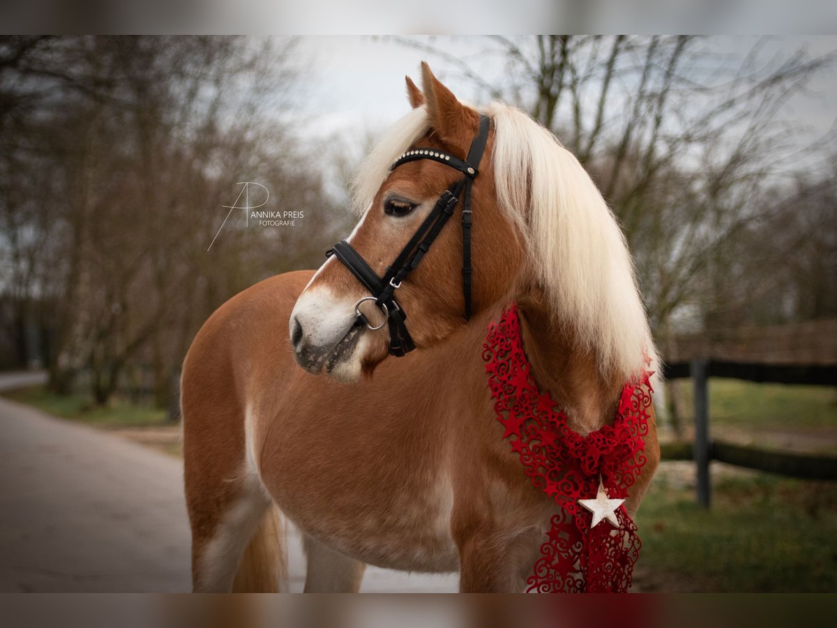 Edelbluthaflinger Mare 4 years 13,3 hh Chestnut-Red in Ro&#xDF;dorf