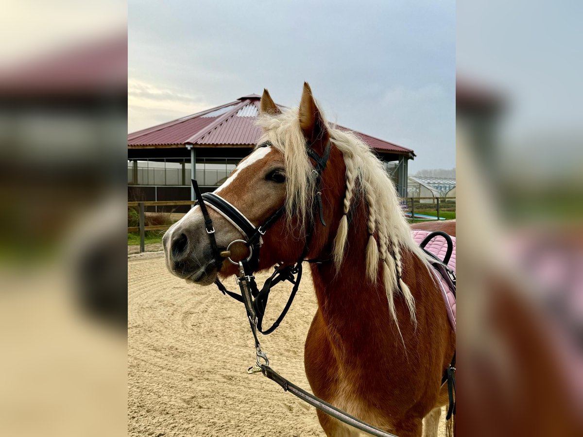 Edelbluthaflinger Mare 4 years 14,1 hh Chestnut-Red in Trebur