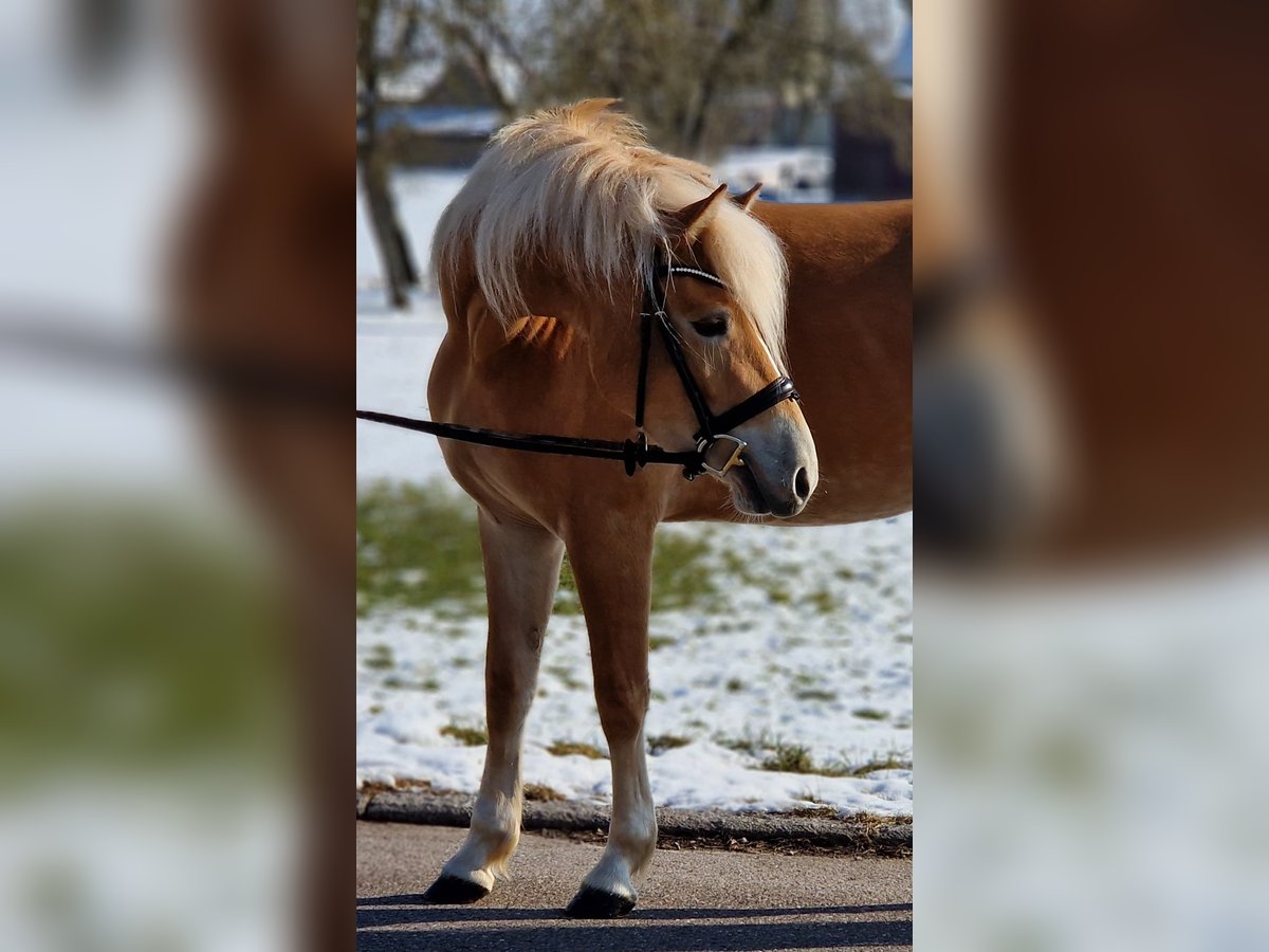 Edelbluthaflinger Mare 4 years 14,1 hh Palomino in Crailsheim