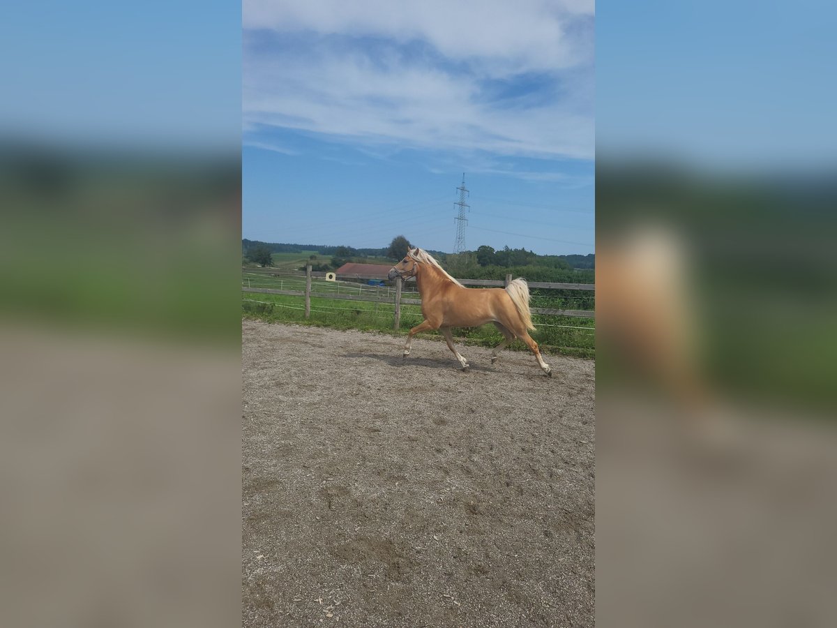 Edelbluthaflinger Mare 4 years 14,1 hh Palomino in Crailsheim