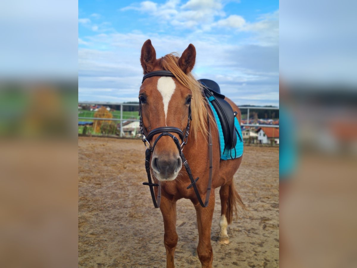 Edelbluthaflinger Mix Mare 4 years 14,2 hh Chestnut-Red in Halblech
