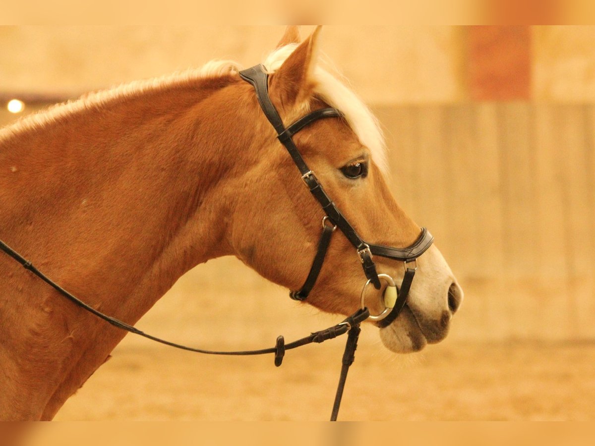 Edelbluthaflinger Mare 6 years 14 hh Chestnut-Red in Chieming