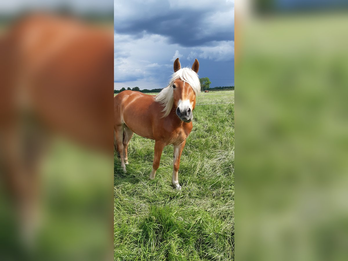 Edelbluthaflinger Mare 6 years 15,1 hh Chestnut-Red in Bremen
