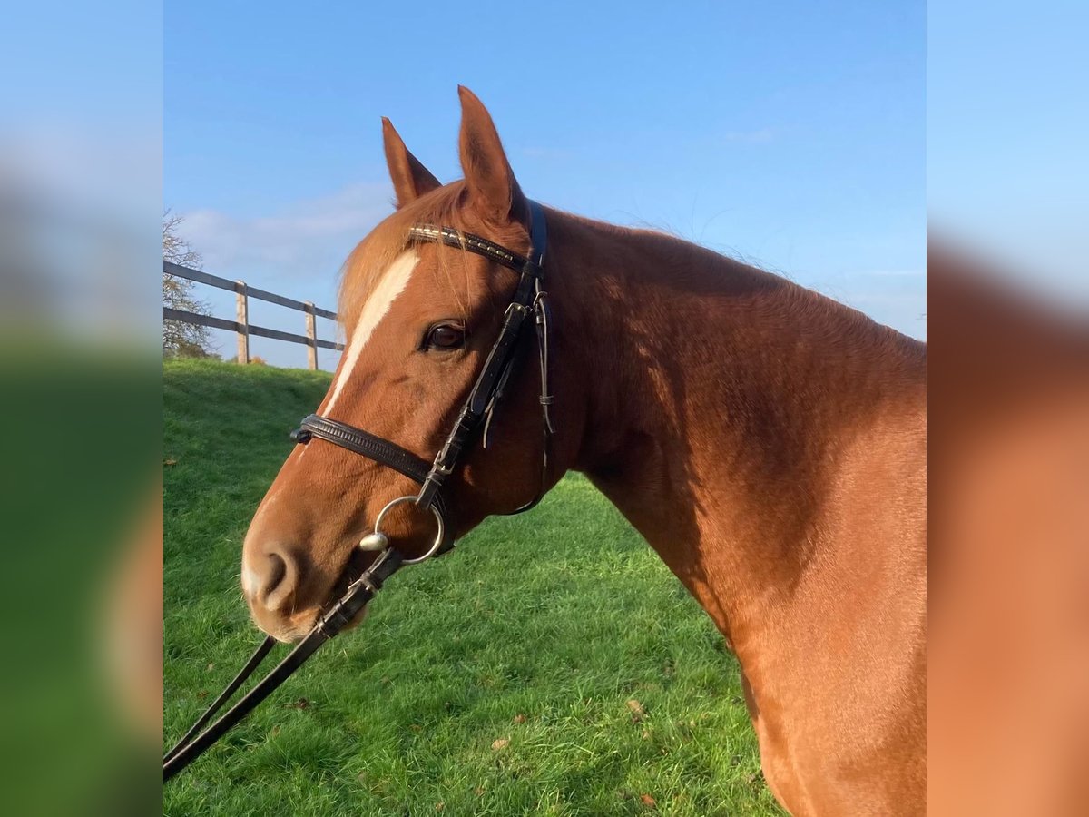 Edelbluthaflinger Mare 7 years 14,2 hh Chestnut-Red in Dassel