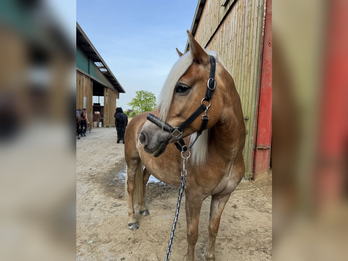 Edelbluthaflinger Mare 8 years 14,2 hh Chestnut-Red in Greven