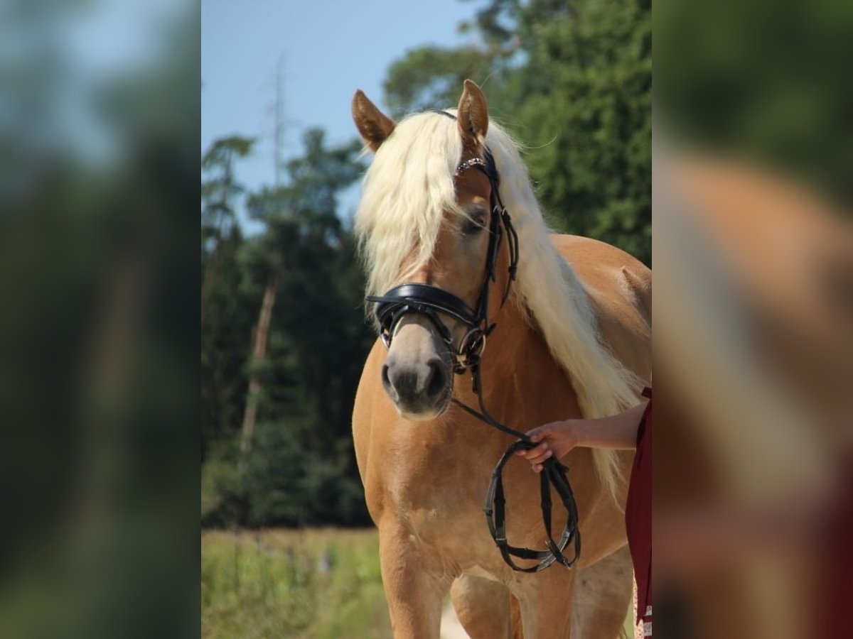 Edelbluthaflinger Mare 8 years 14,1 hh in Brunnen