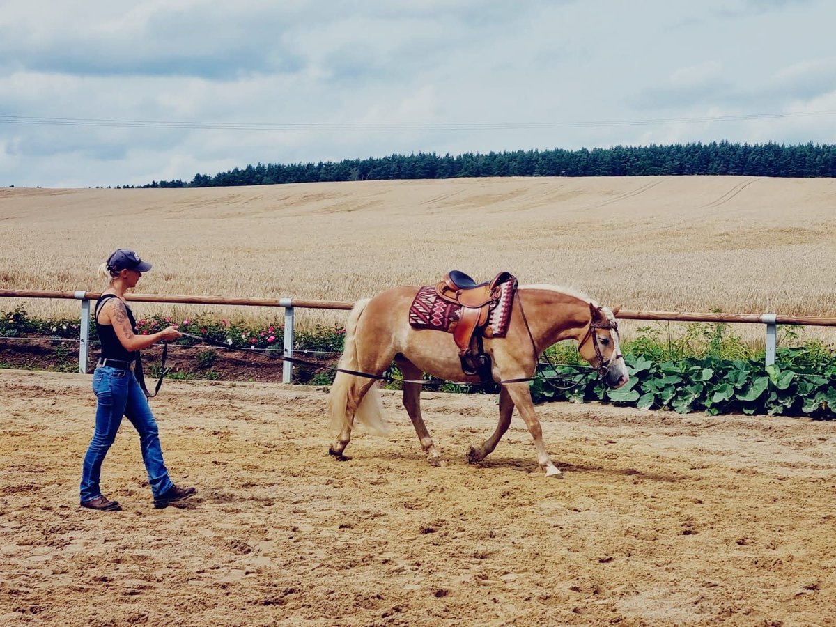 Edelbluthaflinger Mare 9 years 14,2 hh Chestnut-Red in Ilmenau