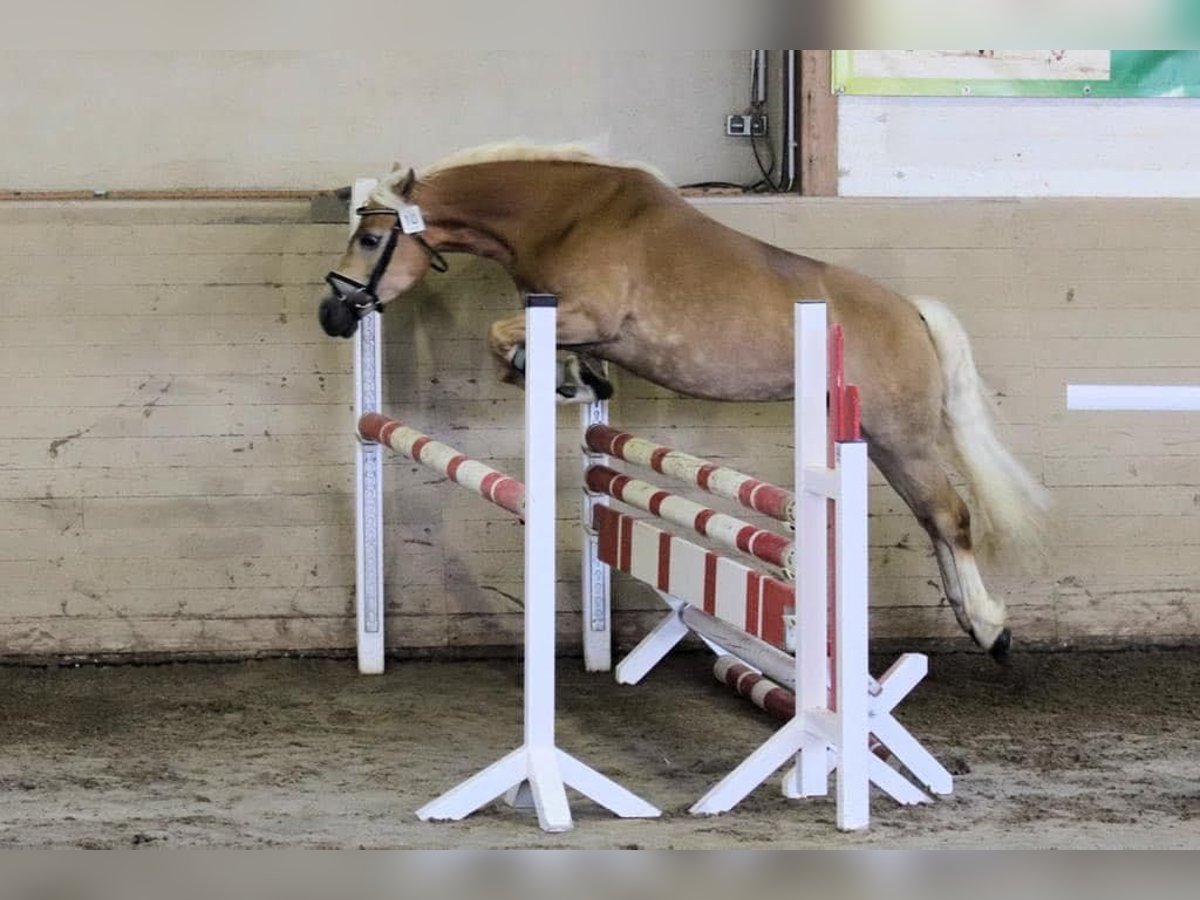 Edelbluthaflinger Mare 9 years 14,1 hh Chestnut-Red in Grumbach