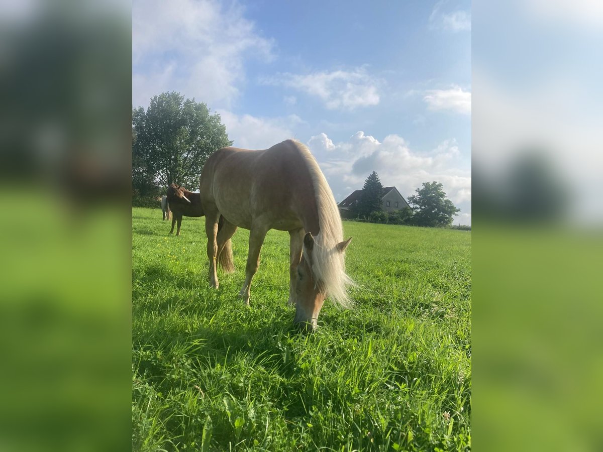 Edelbluthaflinger Mare 9 years 14,3 hh Cremello in Zachow
