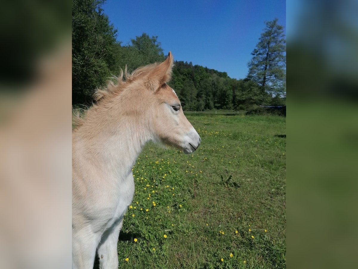 Edelbluthaflinger Mare Foal (04/2025) 14,1 hh in Biebergem&#xFC;nd