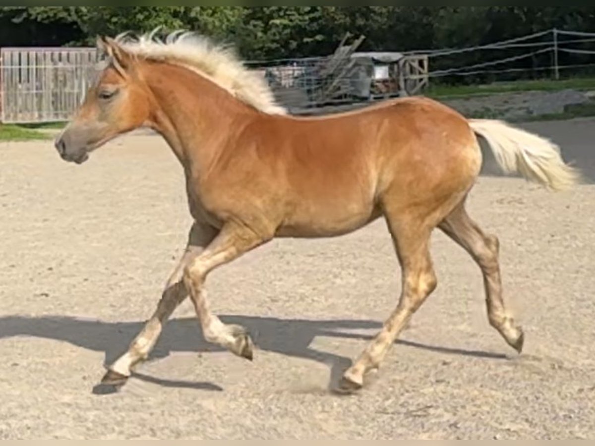 Edelbluthaflinger Mare Foal (03/2024) Chestnut-Red in Rottenbuch