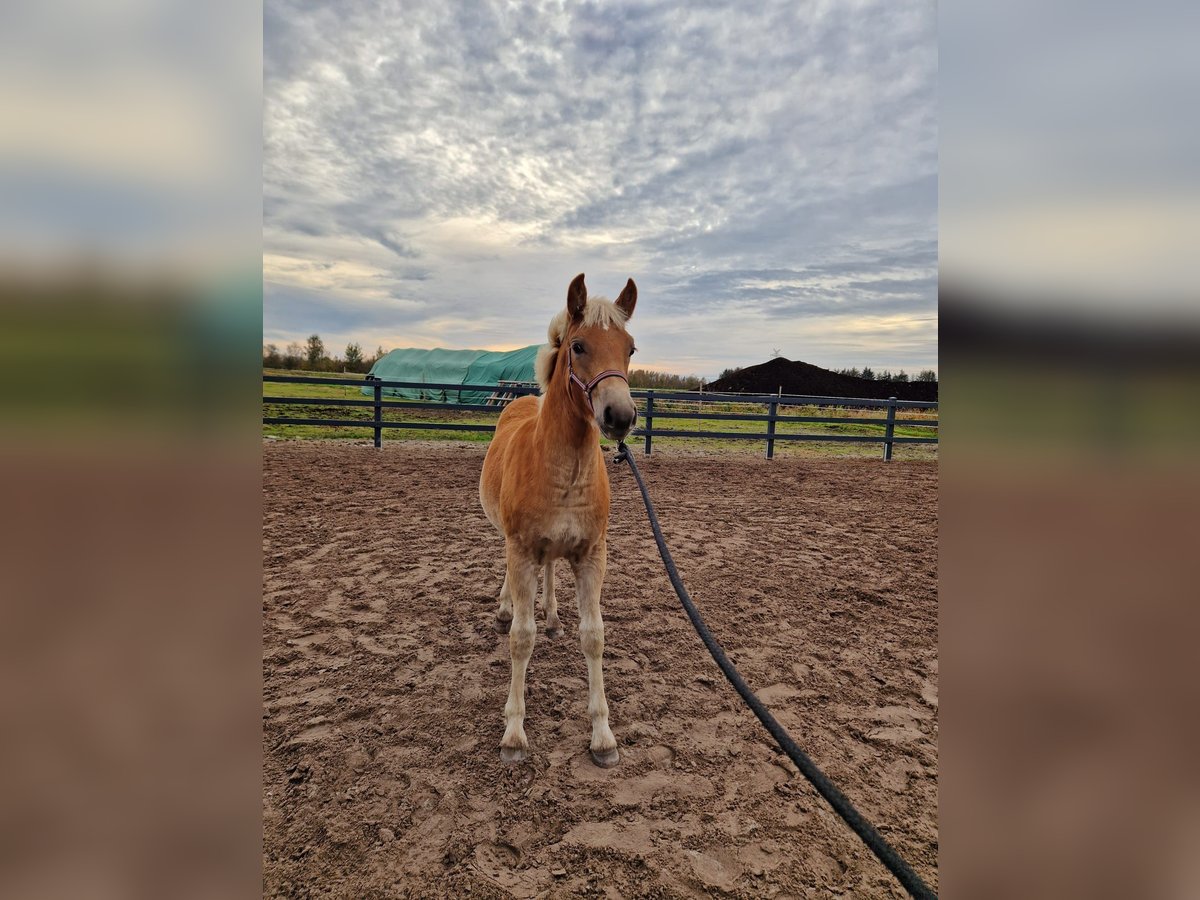 Edelbluthaflinger Mare Foal (04/2024) in Edewecht