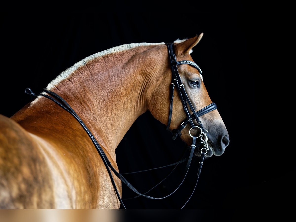 Edelbluthaflinger Merrie 16 Jaar 152 cm Vos in Ingoldingen