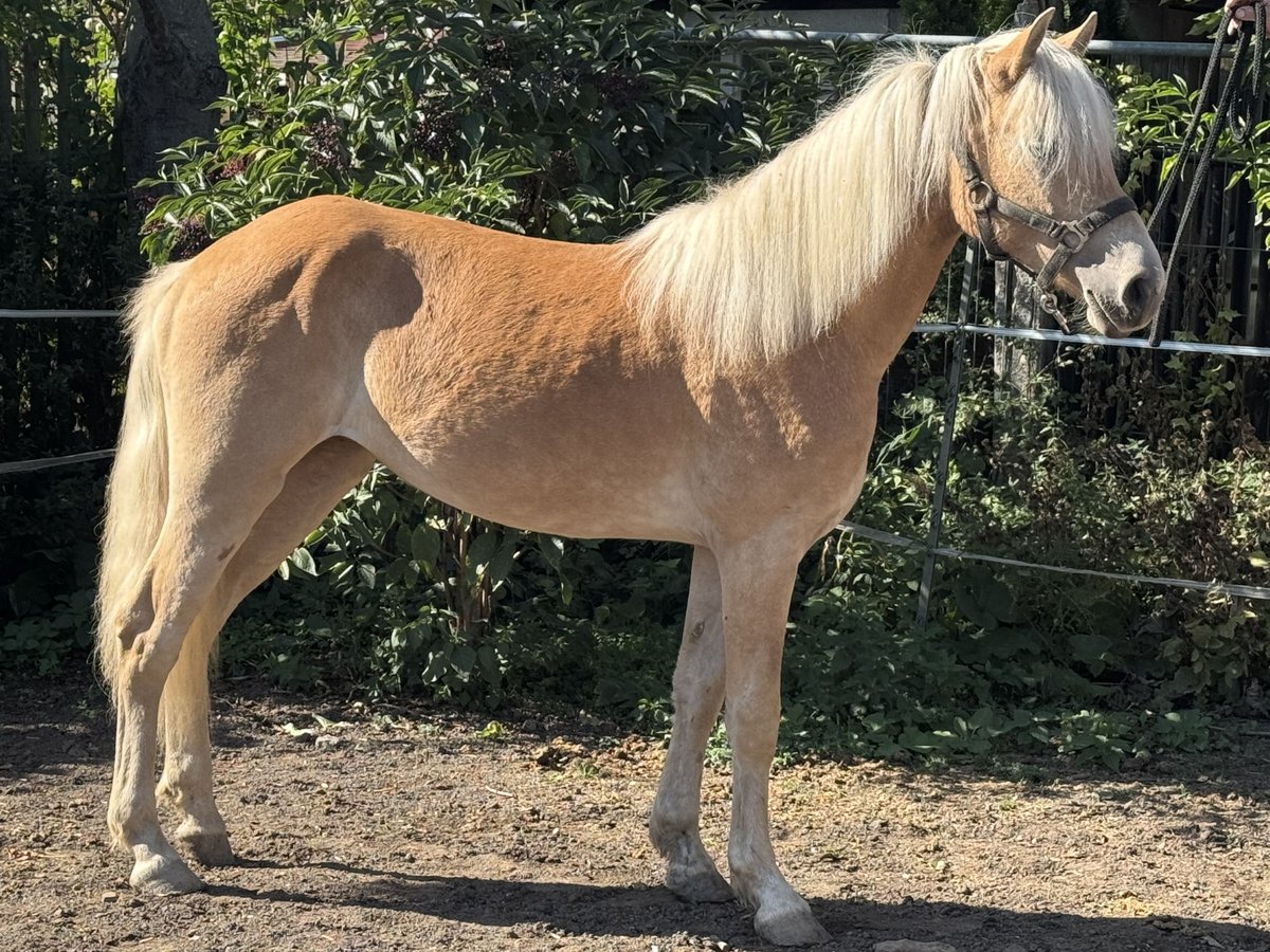 Edelbluthaflinger Merrie 1 Jaar 133 cm Vos in Leipzig