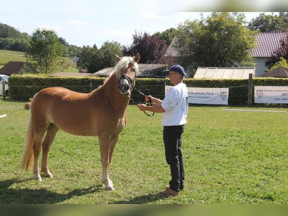 Edelbluthaflinger Merrie 3 Jaar 144 cm in Rottweil