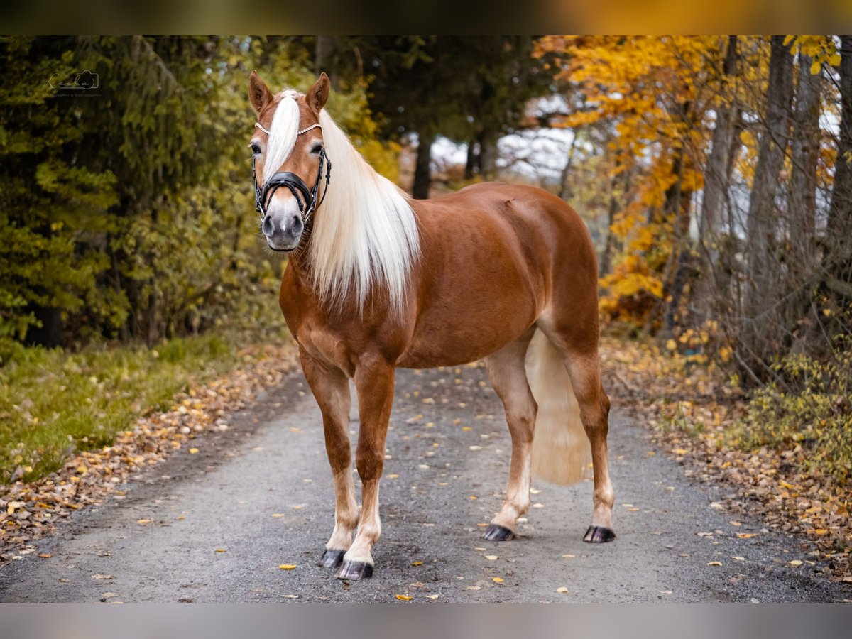 Edelbluthaflinger Merrie 3 Jaar 147 cm Vos in Bayreuth