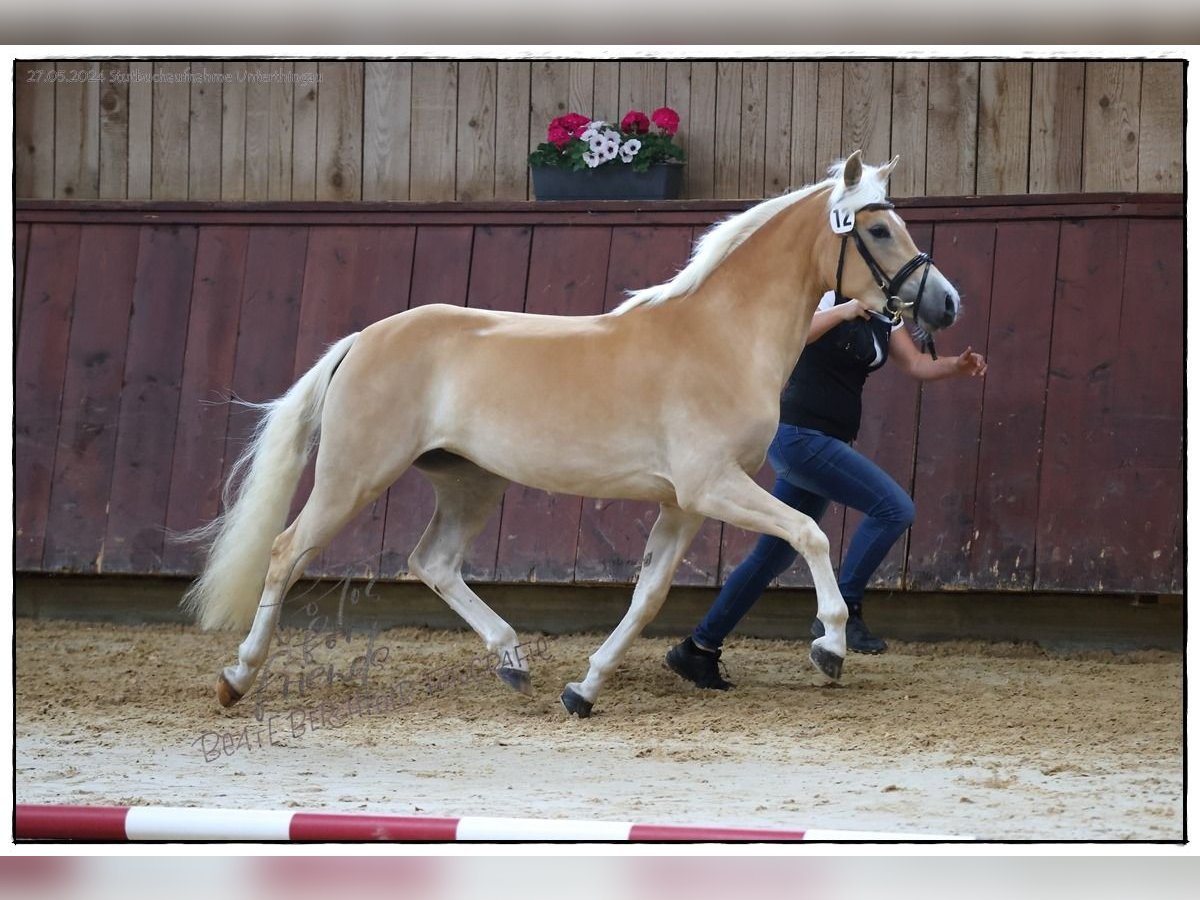 Edelbluthaflinger Merrie 4 Jaar 149 cm in Ingenried