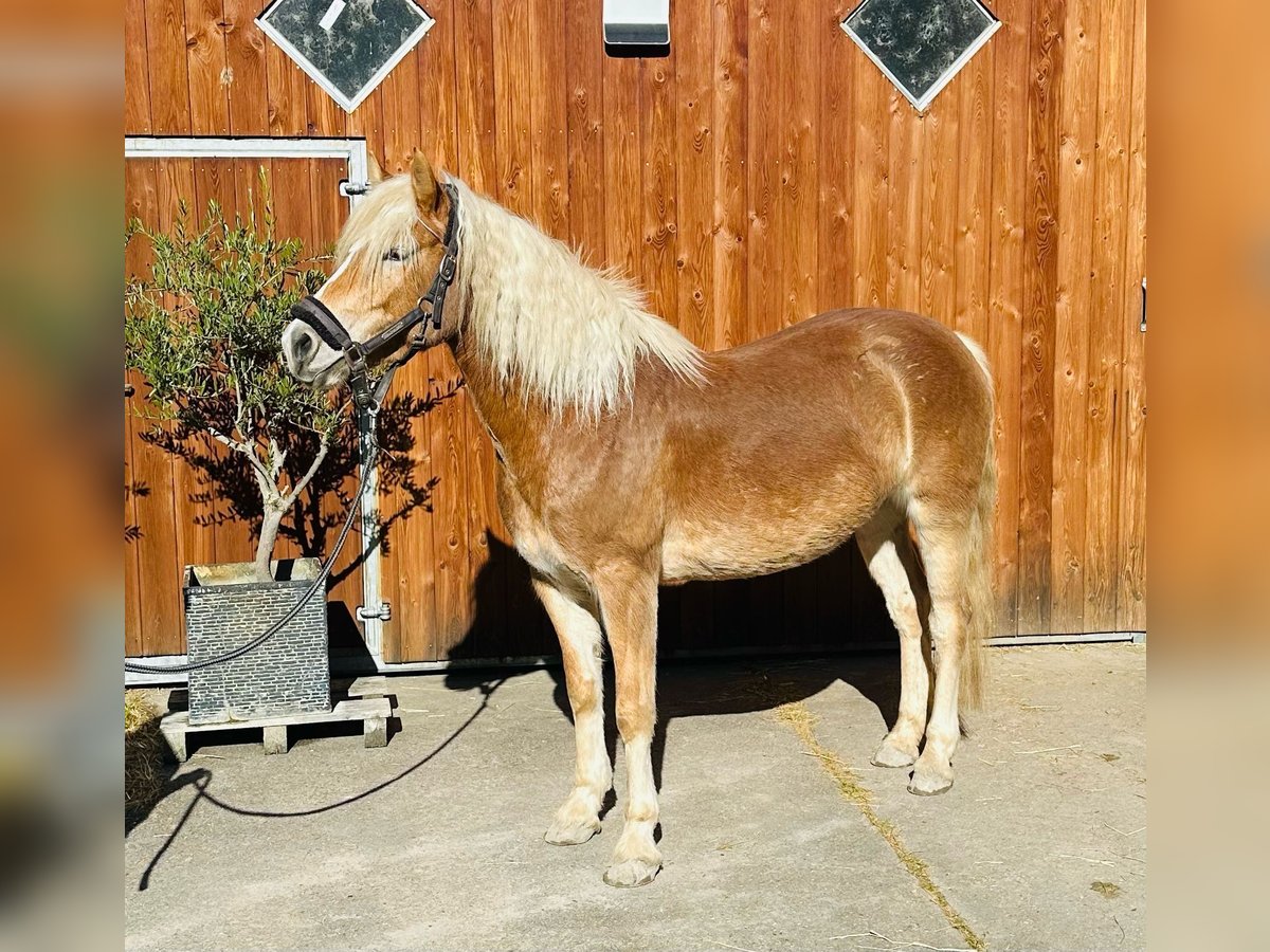 Edelbluthaflinger Merrie 5 Jaar 144 cm Vos in Trebur