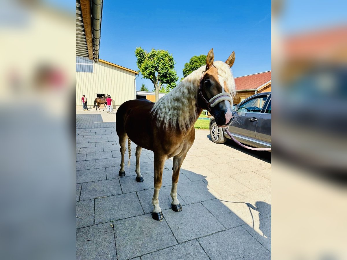 Edelbluthaflinger Merrie 5 Jaar 147 cm Vos in Meura