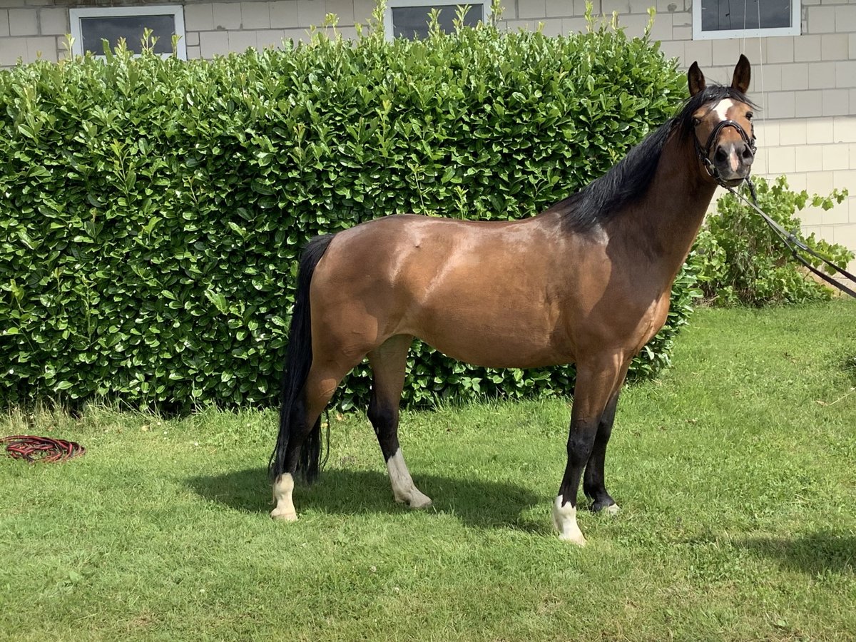 Edelbluthaflinger Mix Merrie 7 Jaar 150 cm Donkerbruin in Lienen