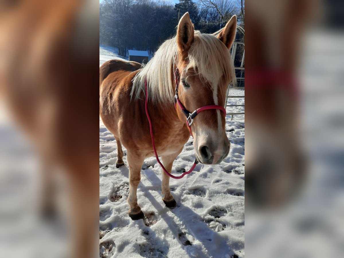 Edelbluthaflinger Merrie 8 Jaar 146 cm Palomino in Mespelbrunn