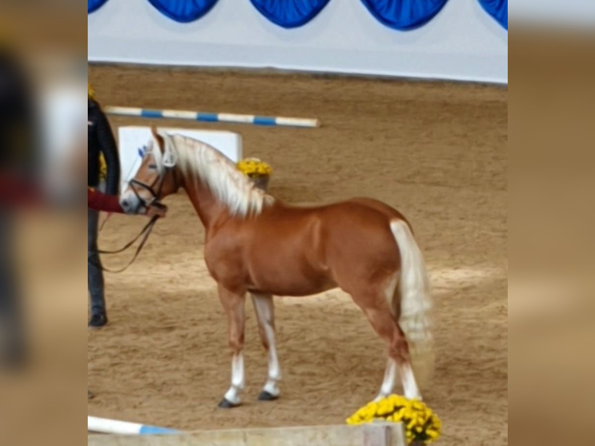 Edelbluthaflinger Ogier 2 lat 146 cm Ciemnokasztanowata in Diepholz