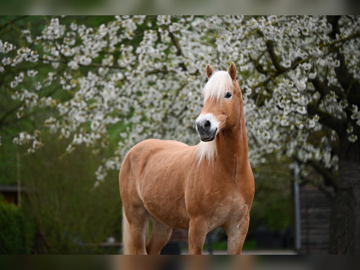 Edelbluthaflinger Ruin 10 Jaar 150 cm Vos in Langenorla