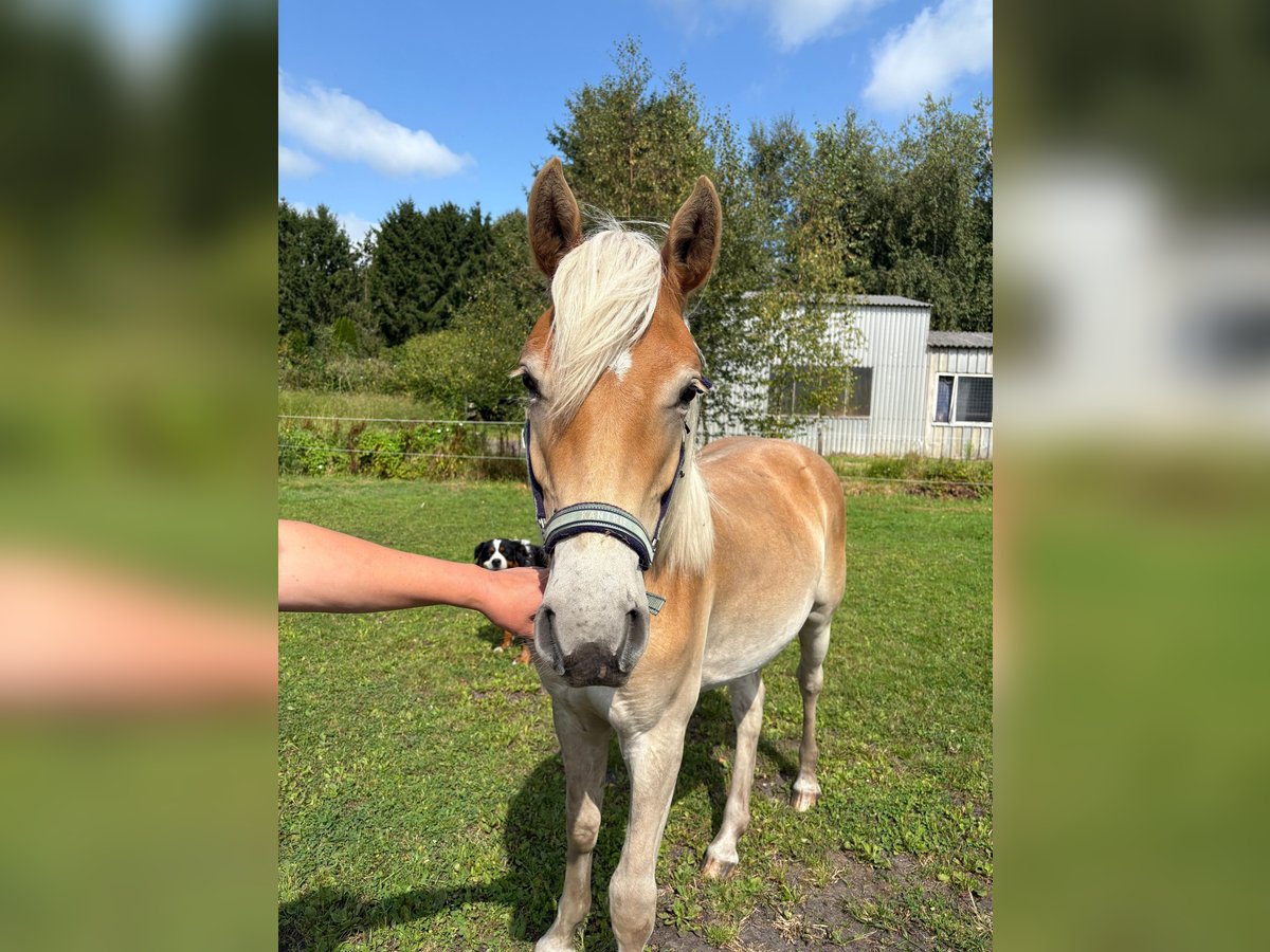 Edelbluthaflinger Ruin 1 Jaar 135 cm Vos in Surwold
