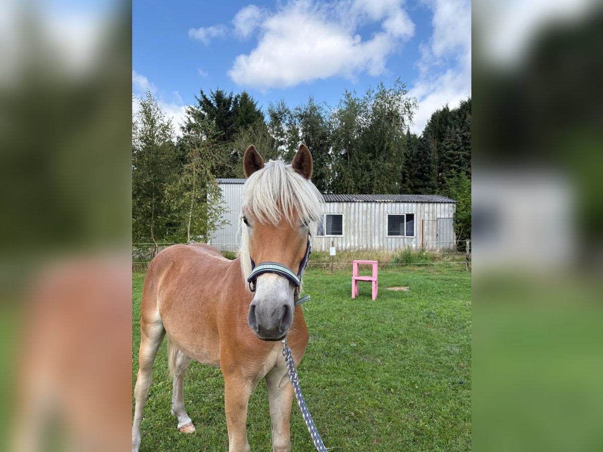 Edelbluthaflinger Ruin 1 Jaar 143 cm Vos in Surwold