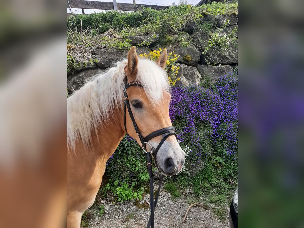 Edelbluthaflinger Ruin 3 Jaar 144 cm in Bad Hindelang