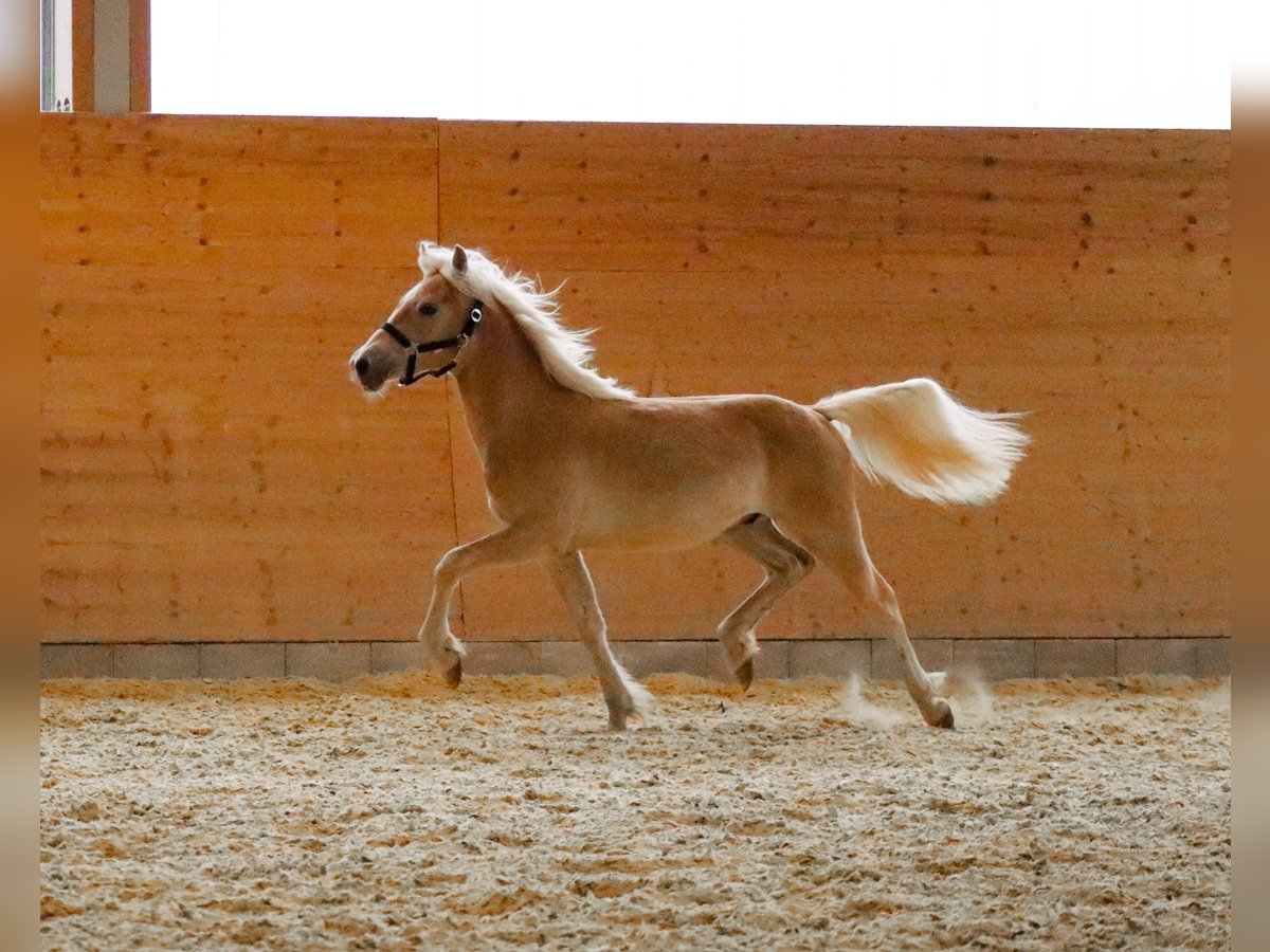 Edelbluthaflinger Semental 1 año 150 cm Alazán in Ebermannsdorf