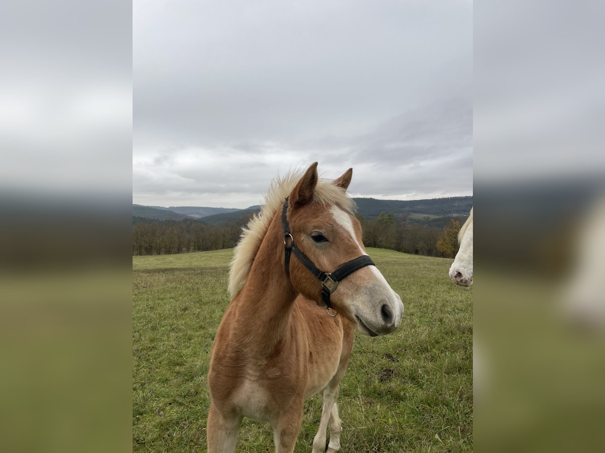 Edelbluthaflinger Semental 1 año Alazán in Leutenberg